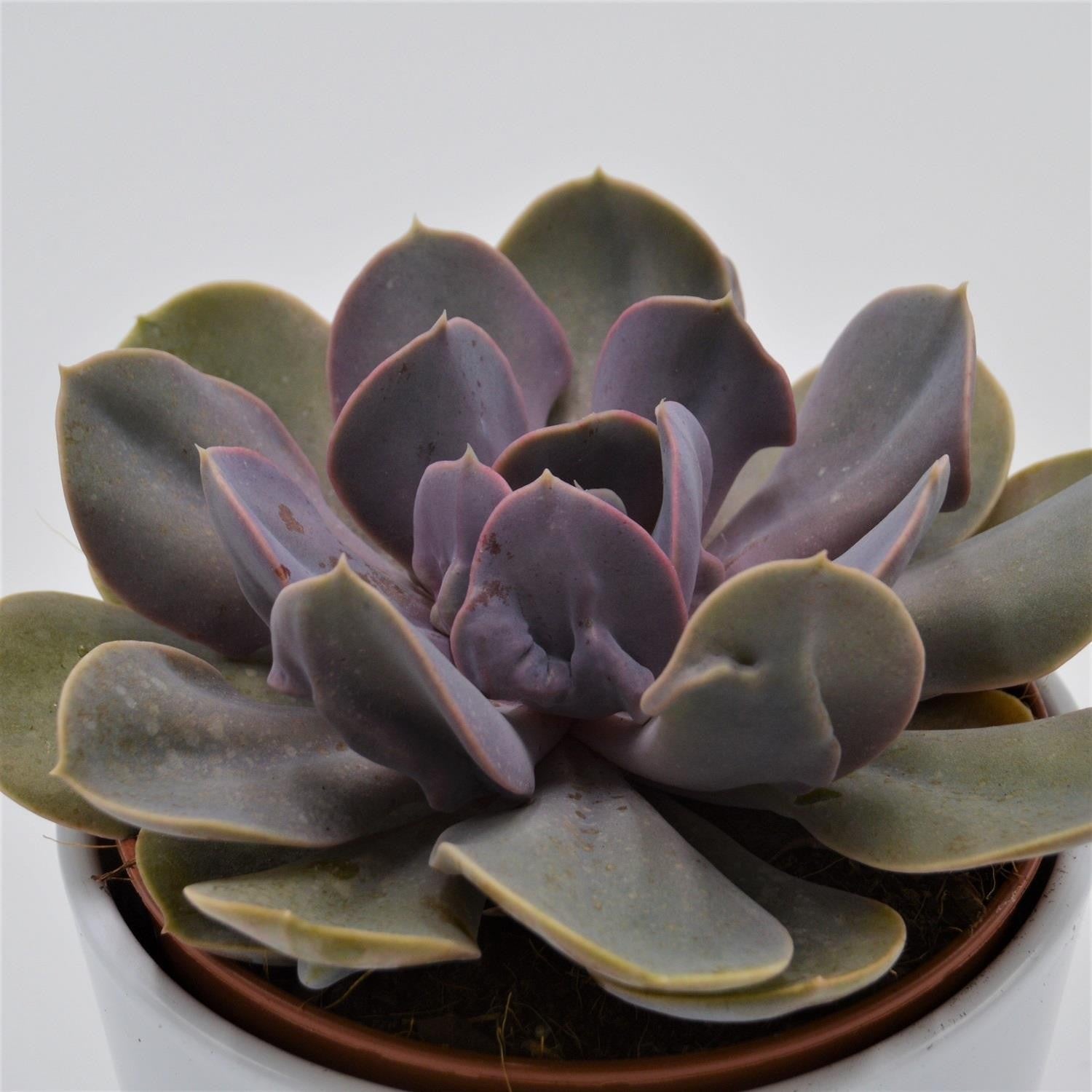 pasiora-echeveria-trompette-sukkulente-12-cm-topf image 3