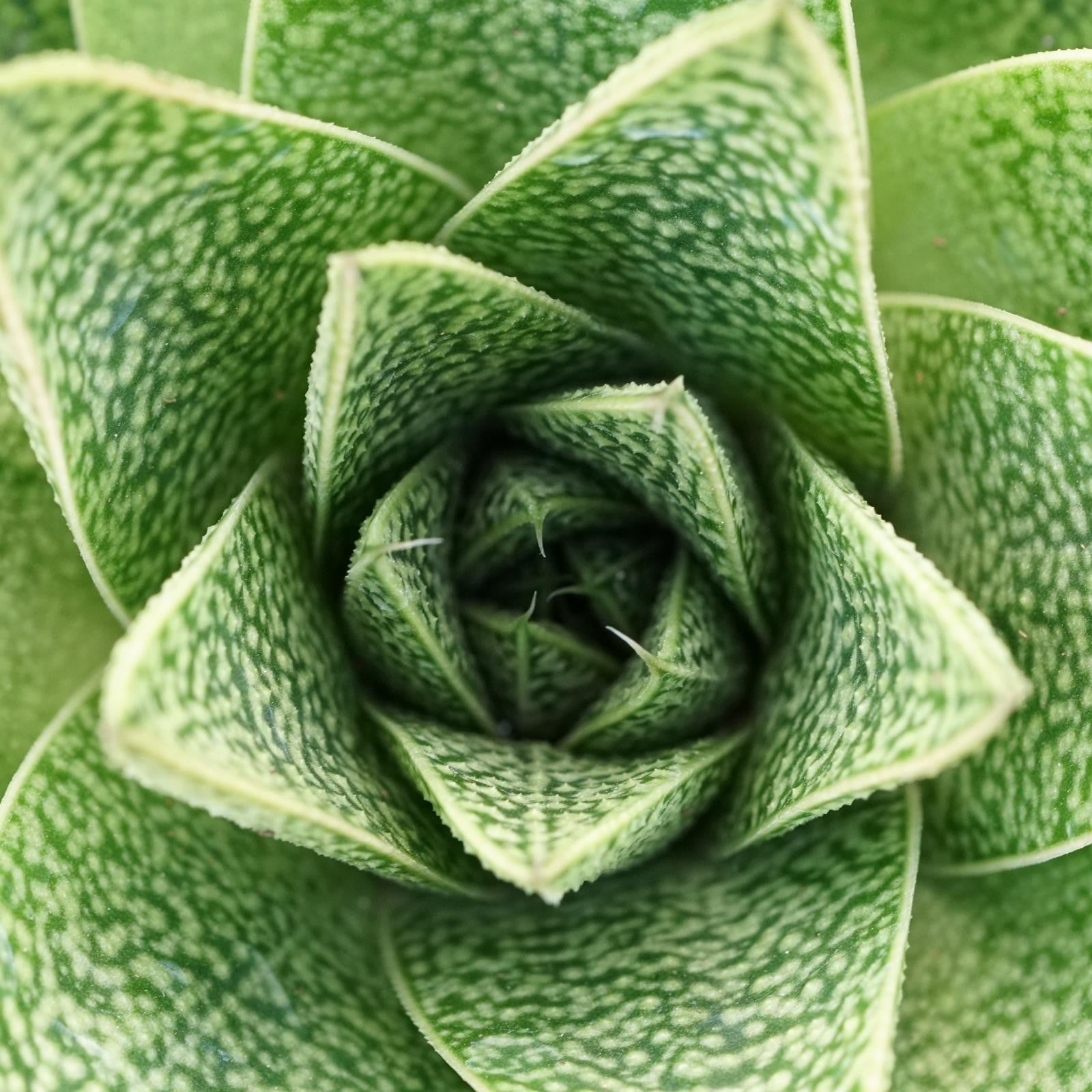 pasiora-gasteria-tiga-sukkulente-8-5cm-topf image 2