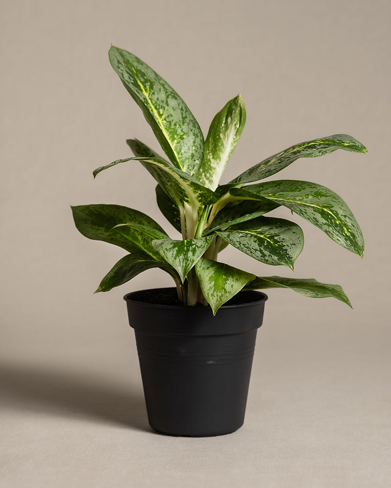 feey-aglaonema-lemon-mint-kolbenfaden image 3
