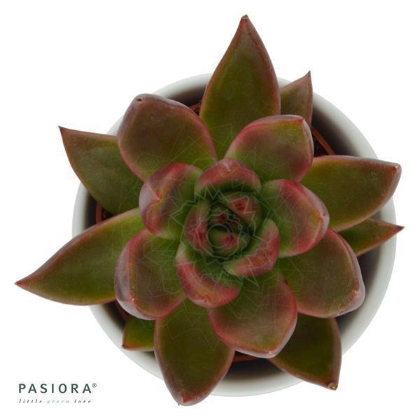 pasiora-echeveria-agavoides-mars-sukkulente-6cm-topf image 1