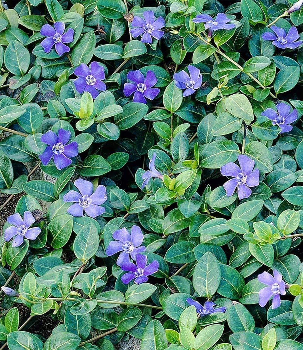baldur-garten-vinca-minor-blau-3x-bodendecker-im-9x9-cm-topf image 2