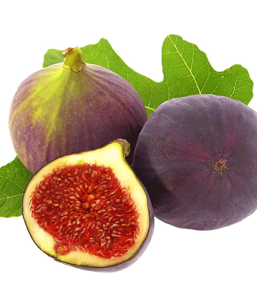 baldur-garten-frucht-feige-rouge-de-bordeaux-feigenpflanze-im-2-liter-topf image 4