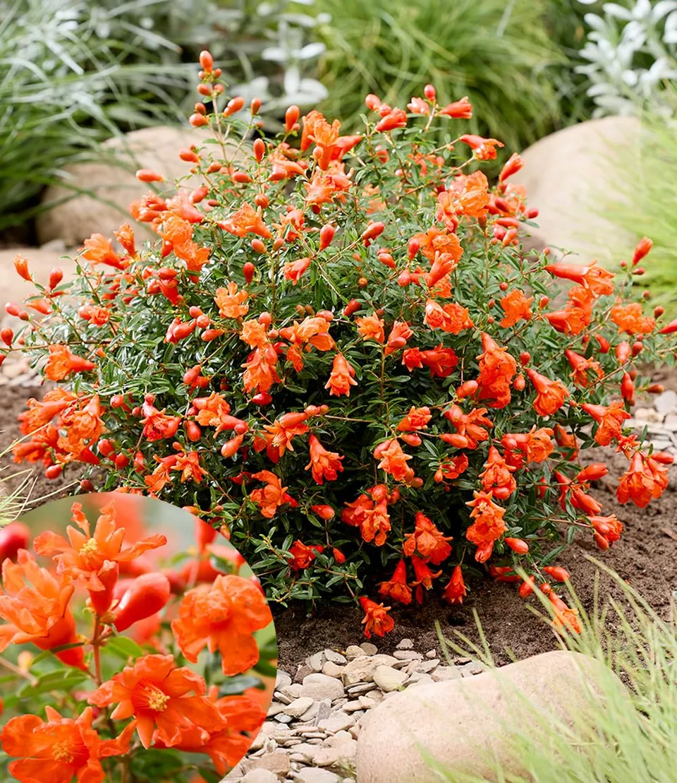 baldur-garten-punica-uniqa-zwerg-granatapfel-im-12-cm-topf image 1
