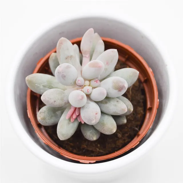 pasiora-pachyphytum-machucae-sukkulente-5-5cm-topf image 1
