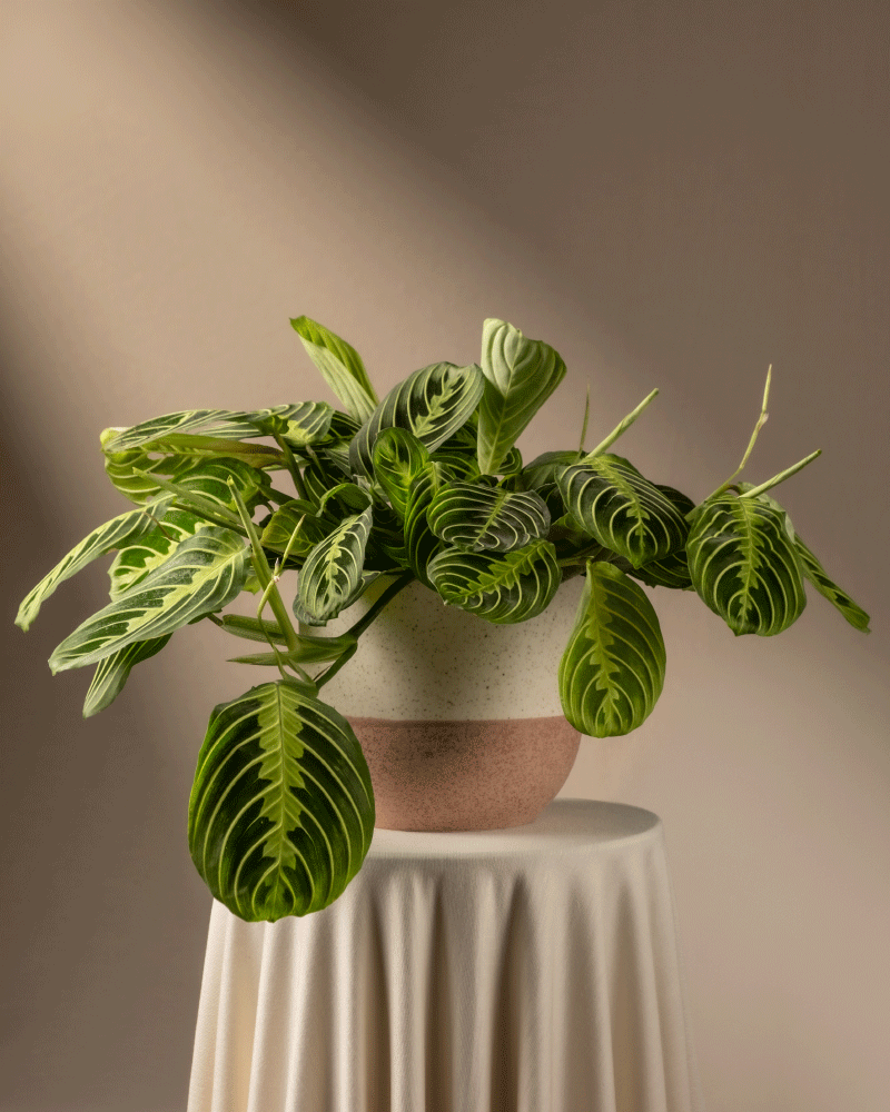 feey-maranta-lemon-lime-rarit-t-prayer-plant image 5