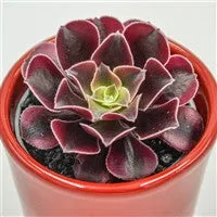 pasiora-aeonium-wheels-of-fascination-rosetten-sukkulente-6cm-topf image 1