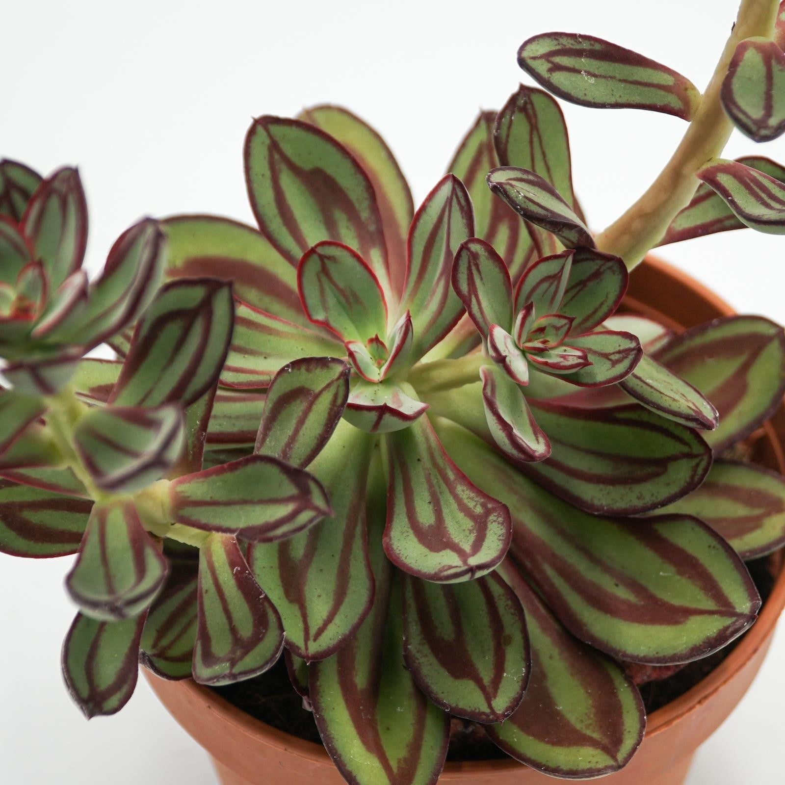 pasiora-echeveria-nodulosa-sukkulente-14-cm image 1