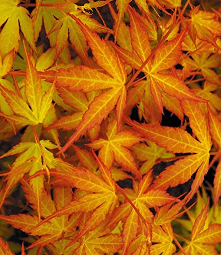 baldur-garten-japanischer-ahorn-katsura-acer-palmatum-12-cm-topf image 8