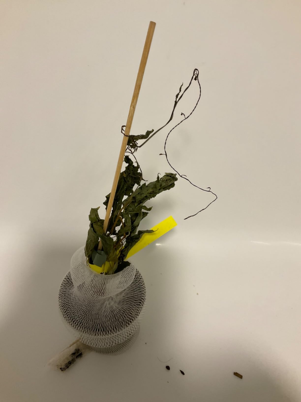 Schöne Rarität