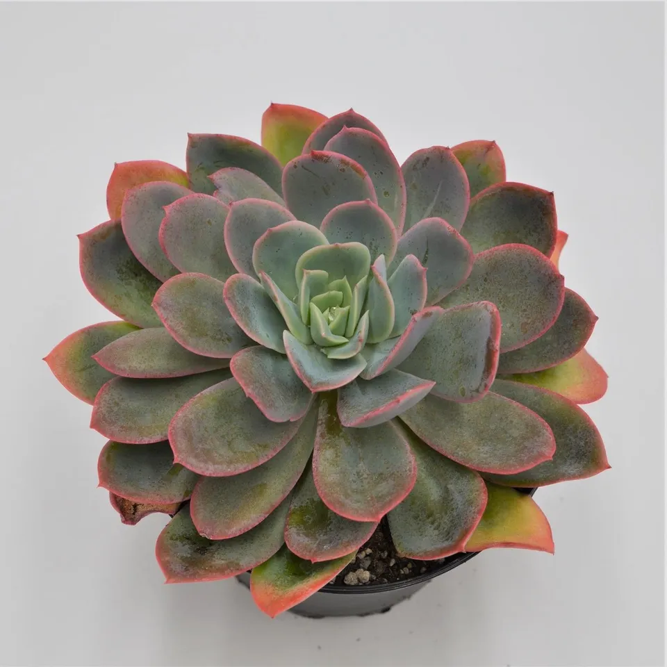 pasiora-echeveria-luella-sukkulente-15-cm image 1