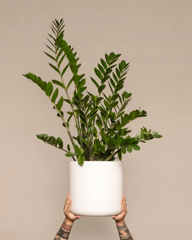 feey-gl-cksfeder-xl-zamioculcas-zamiifolia-gro image 1