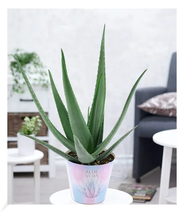 baldur-garten-xxl-aloe-vera-55-65-cm-im-19-cm-topf image 1