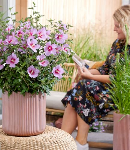 baldur-garten-zwerg-hibiskus-little-legends-pink-zierstrauch-im-9x9-cm-topf image 5