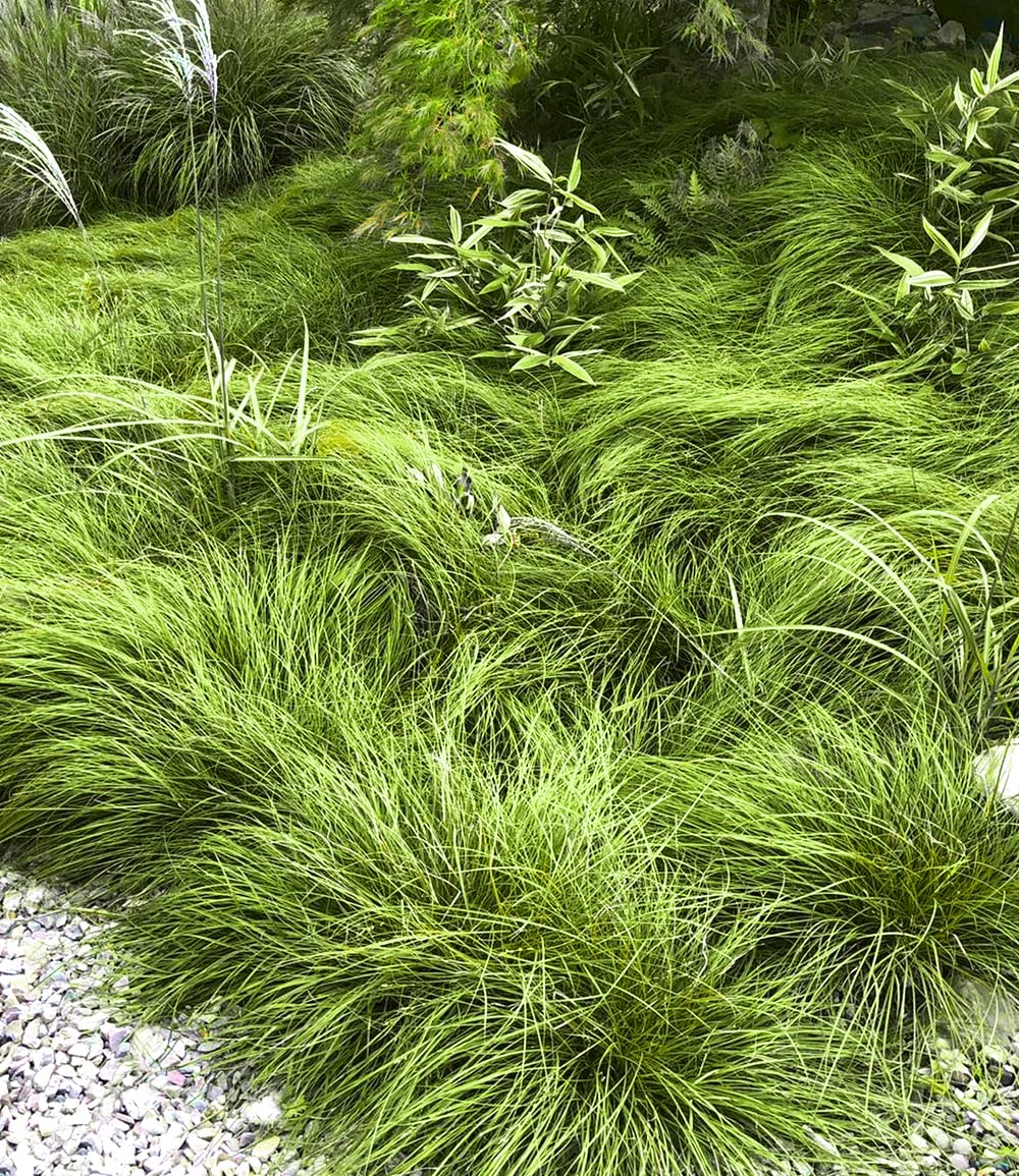 baldur-garten-gr-ser-teppich-carex-remota-3-pflanzen-im-9x9-cm-topf image 3