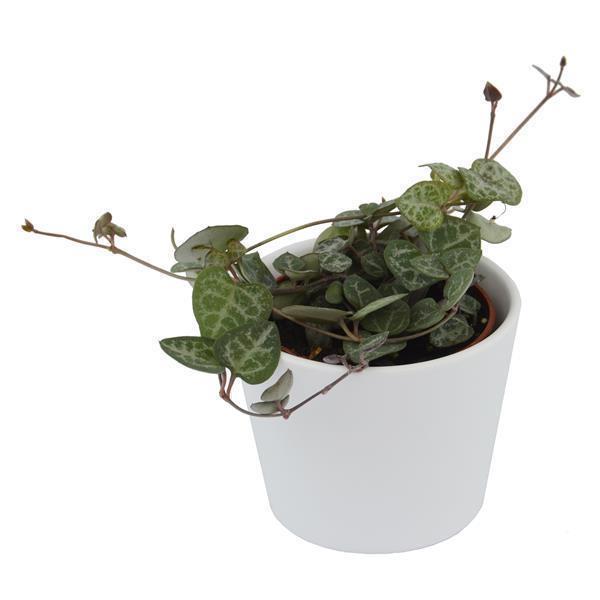 pasiora-ceropegia-woodii-string-of-hearts-im-6cm-topf image 3