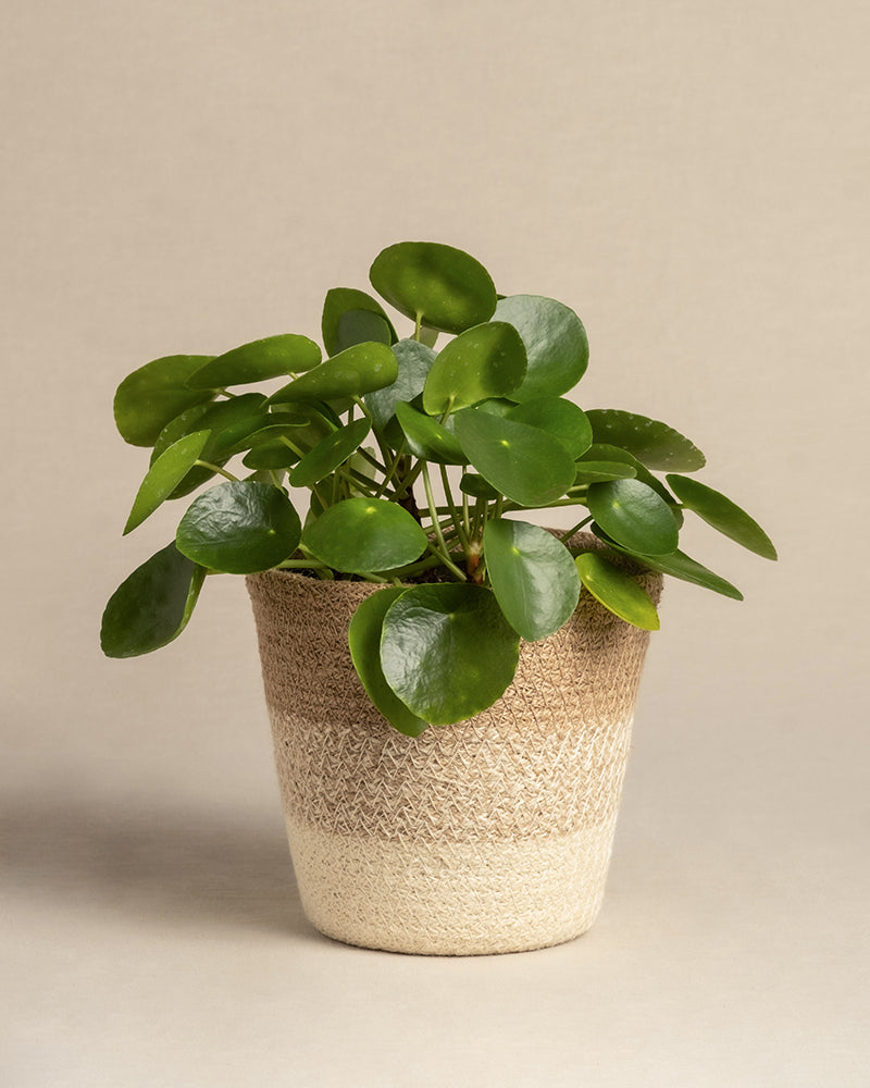 feey-ufopflanze-pilea-peperomioides-tierfreundlich-klein image 6