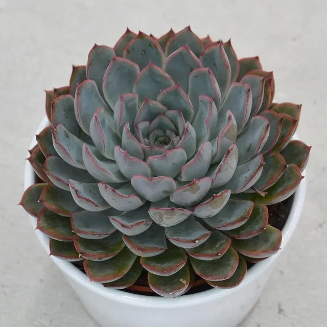pasiora-echeveria-hercules-sukkulente-10-5cm-topf image 1