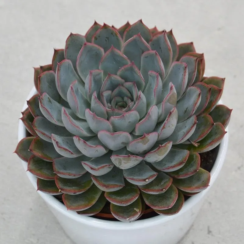 pasiora-echeveria-hercules-sukkulente-10-5cm-topf image 1