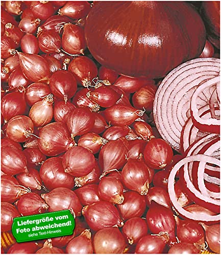 baldur-garten-rote-steckzwiebeln-red-baron-75-st-ck-14-21-mm image 4