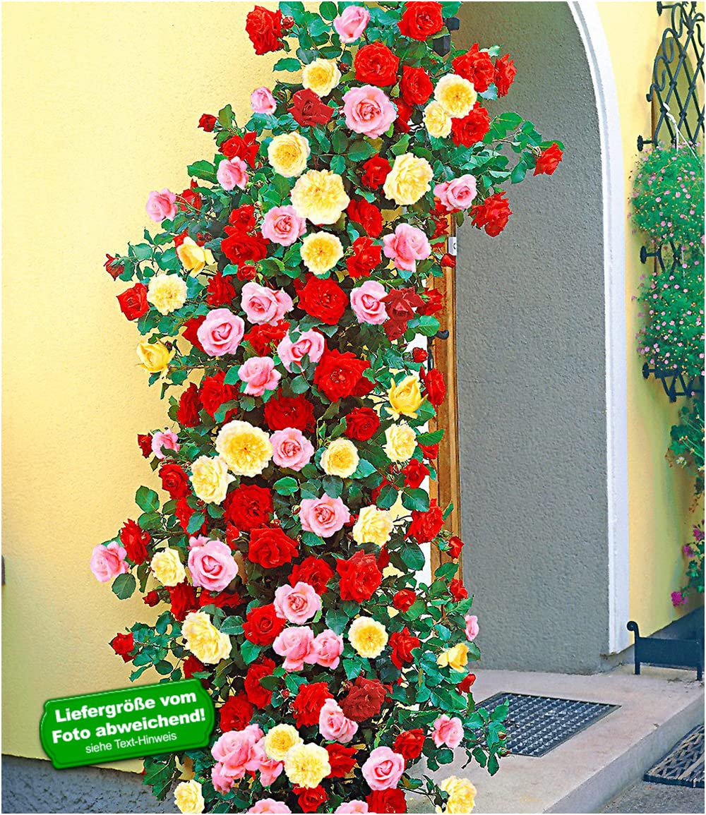 baldur-garten-kletterrosen-trio-rot-rosa-gelb-3x-im-11x11-cm-topf image 2