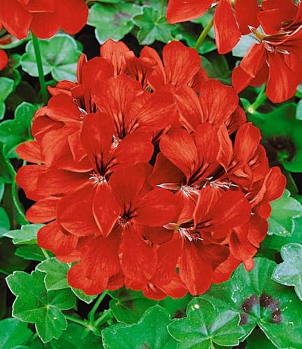 baldur-garten-tiroler-h-nge-geranien-12er-kollektion-10-5-cm-topf image 5