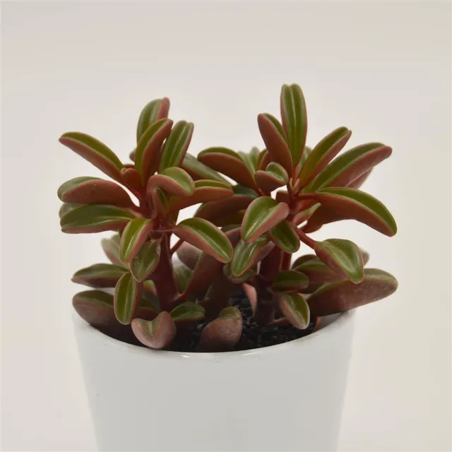 pasiora-peperomia-graveolens-sukkulente-8-5cm image 1