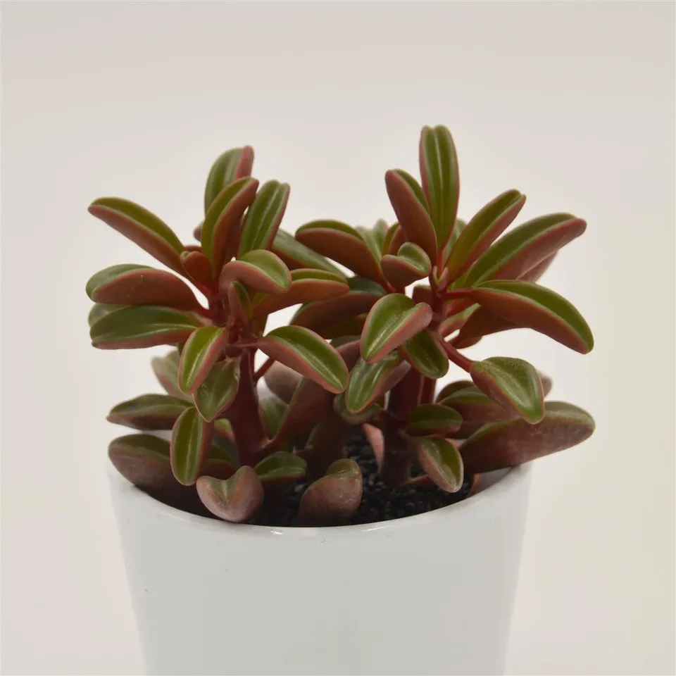 pasiora-peperomia-graveolens-sukkulente-8-5cm image 1