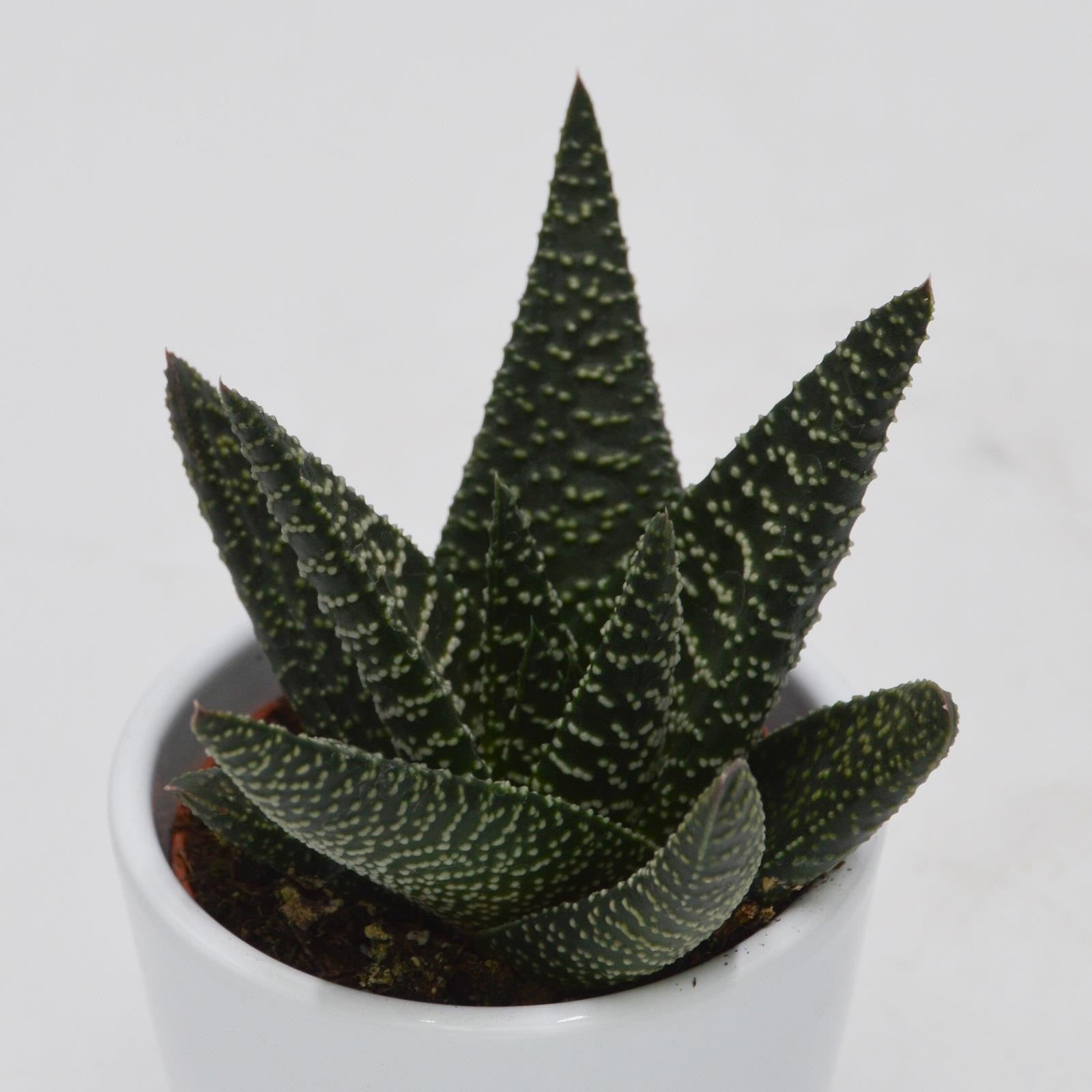 pasiora-haworthia-royal-highness-6cm-topf-sukkulente image 1