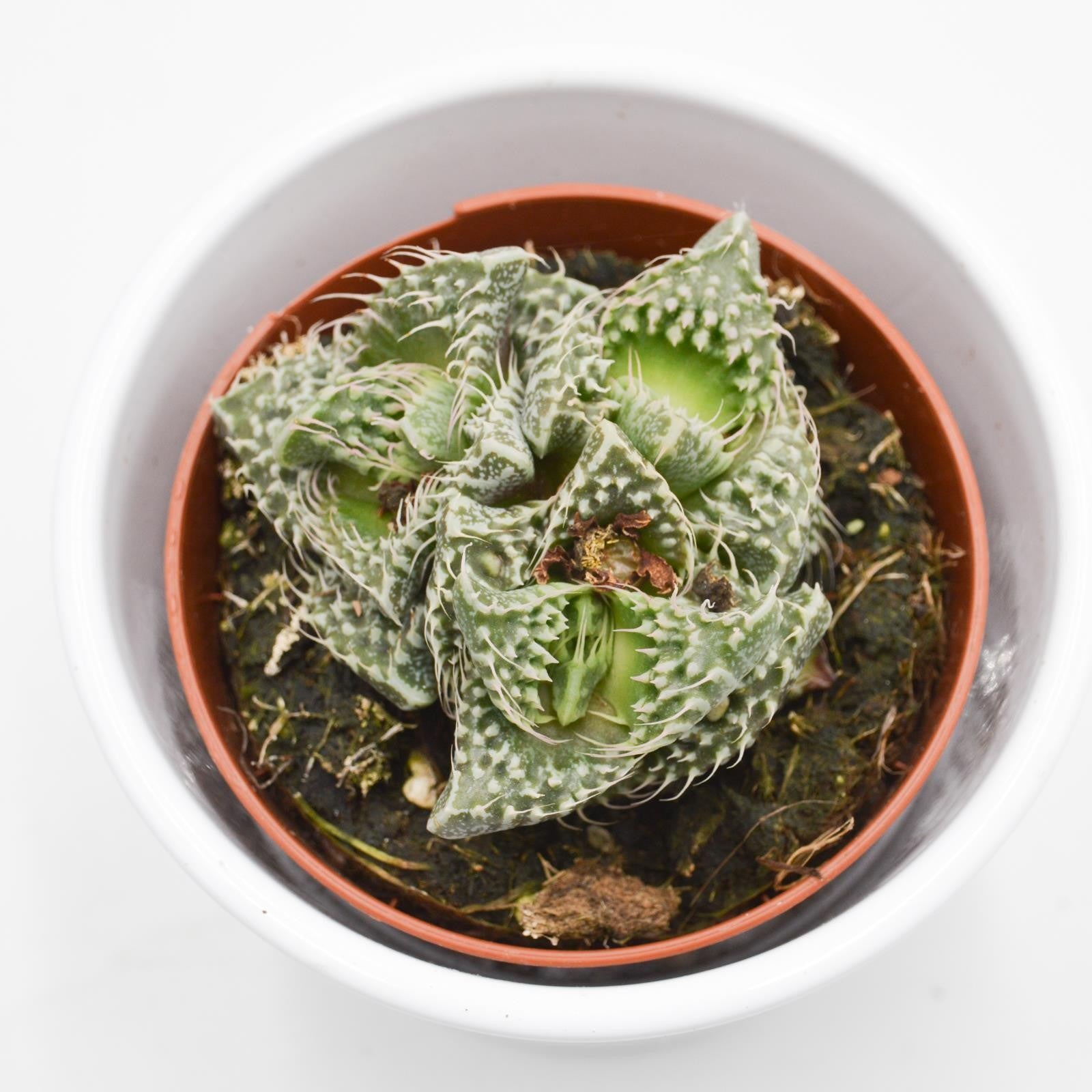 pasiora-faucaria-monster-sukkulente-8-5-cm-topf image 3