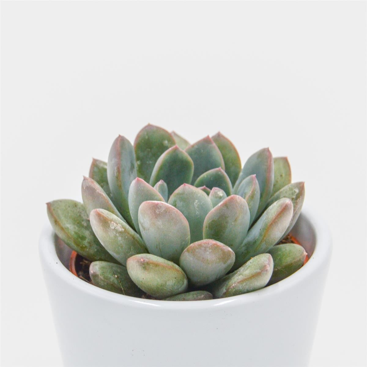 pasiora-x-pachyveria-aurora-mini-sukkulente-6cm-topf image 2