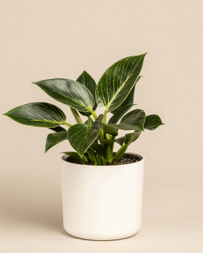 feey-philodendron-birkin-white-measure-zimmerpflanze image 7
