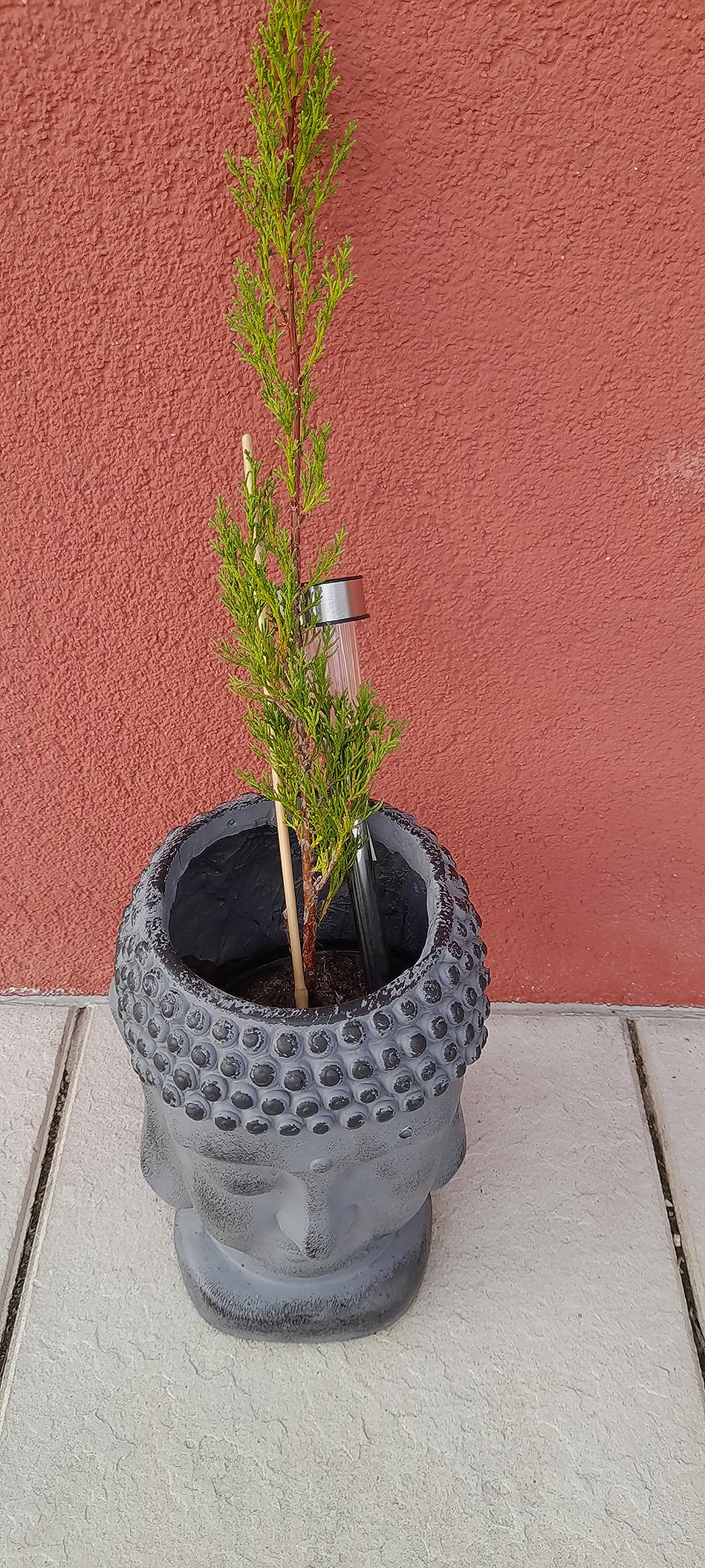 Schöne Pflanzen