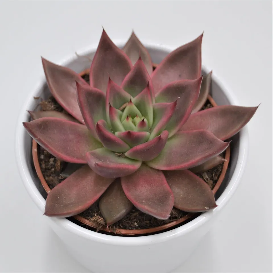 pasiora-echeveria-mars-echeverie-im-10-5cm-topf image 1