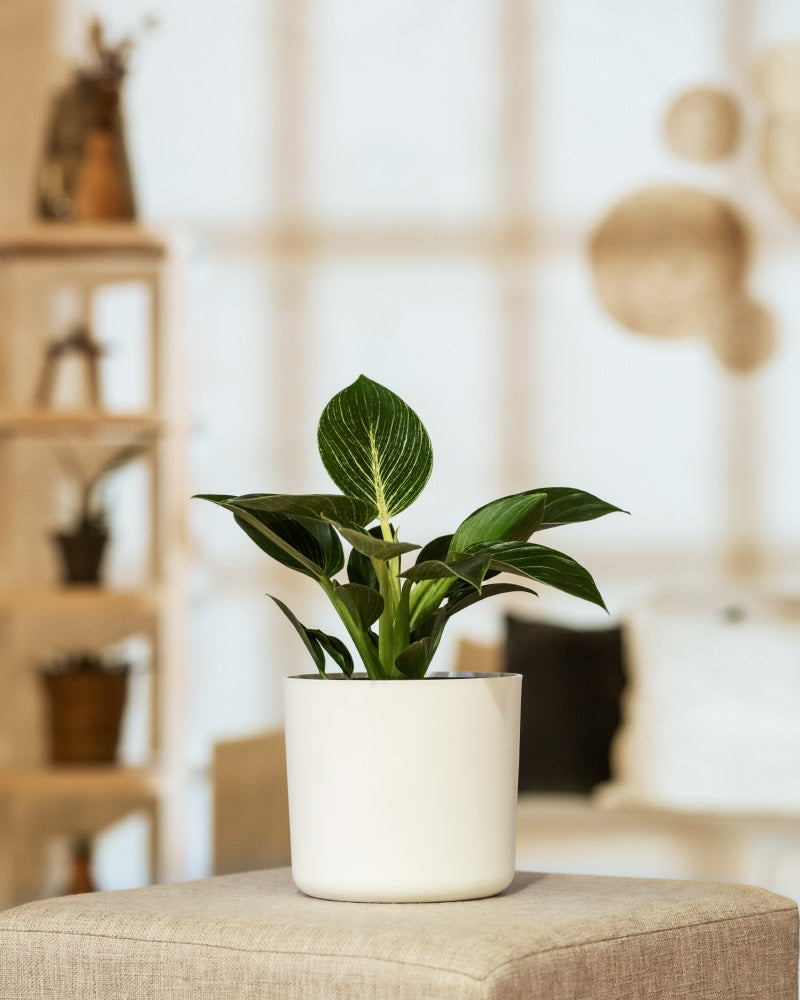 feey-philodendron-birkin-white-measure-zimmerpflanze image 4