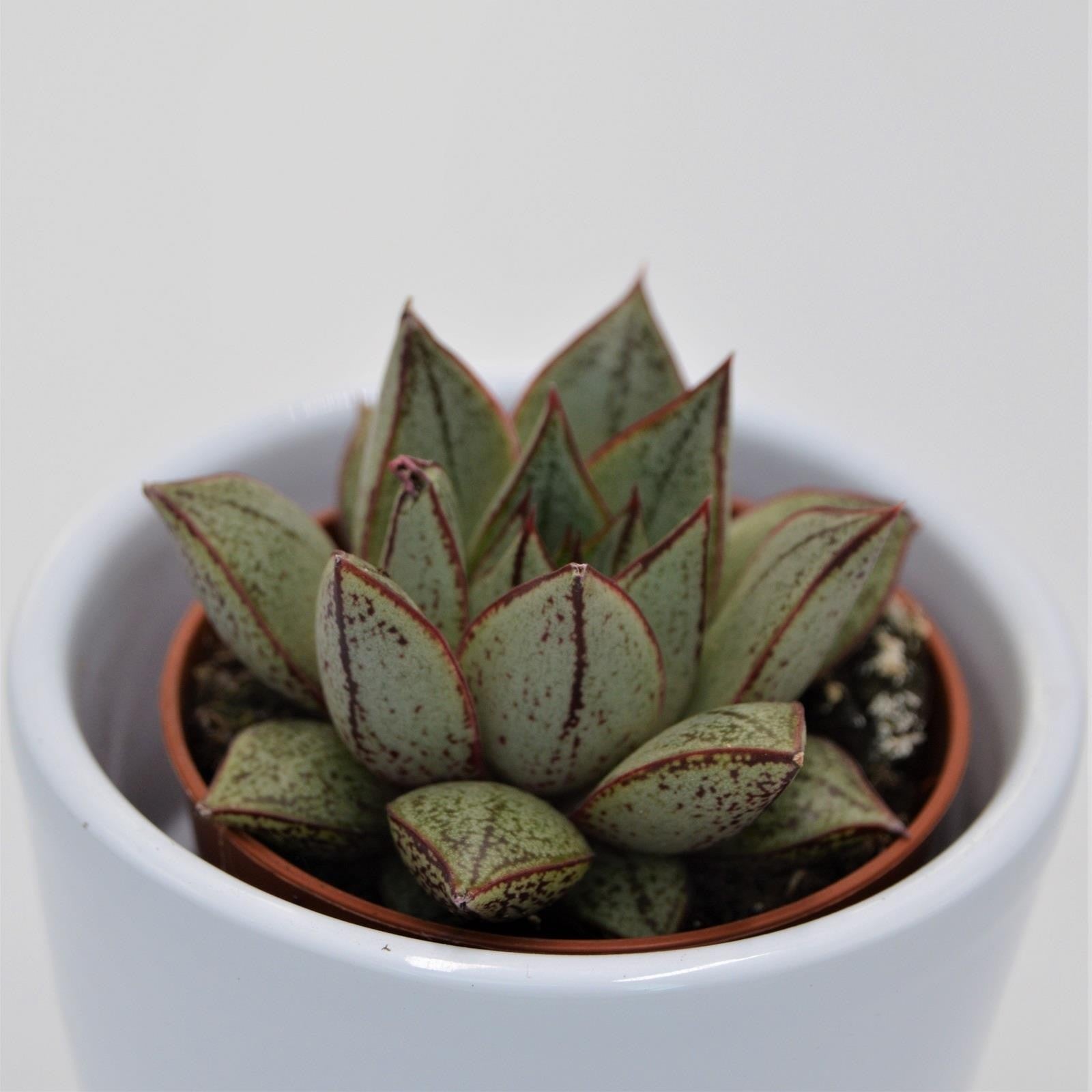 pasiora-echeveria-purpusorum-white-form-sukkulente-5-5-cm image 2