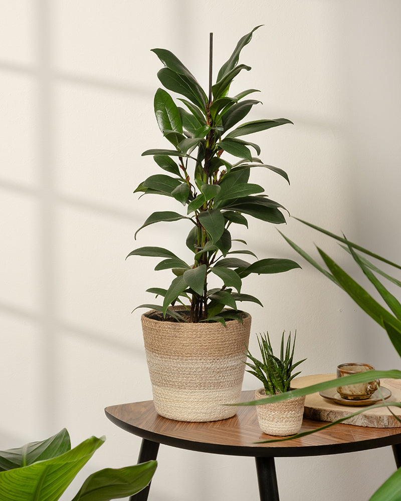 feey-pflanzenkorb-lapis-18-cm-jute-bertopf image 7