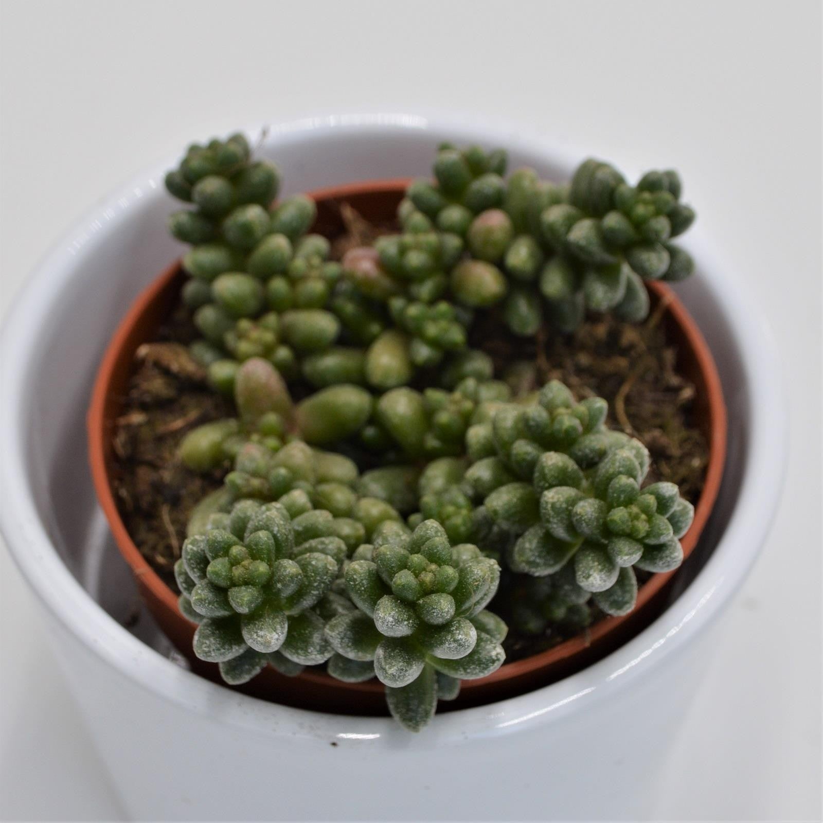pasiora-sedum-furfuraceum-sukkulente-im-8-5cm-topf image 1