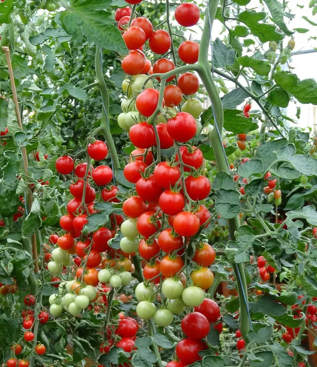baldur-garten-die-kleine-tomatenfabrik-consuelo-f1-im-10-5-cm-topf image 1