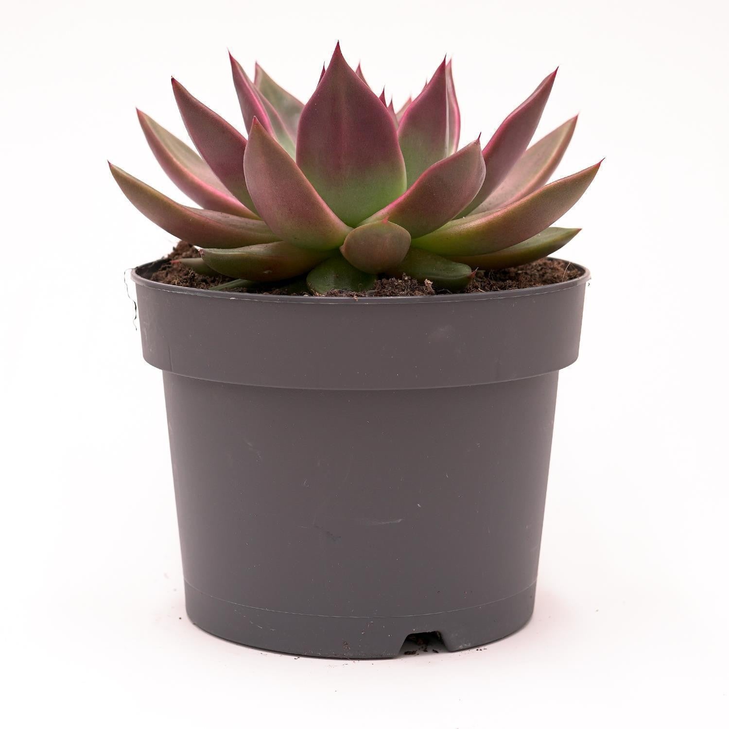 pasiora-echeveria-agavoides-mars-sukkulente-17cm image 2