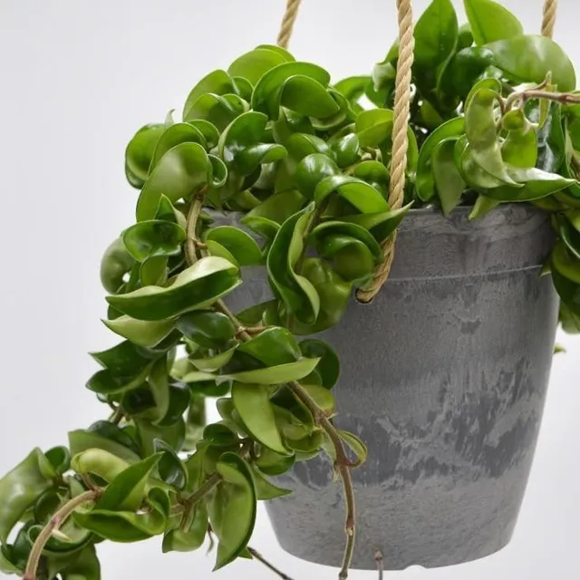 pasiora-hoya-compacta-porzellanblume-im-h-ngetopf-beton-optik-15cm image 1