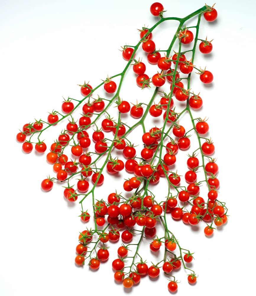 baldur-garten-snack-tomate-perlino-cherrytomate-2-pflanzen-im-10-5cm-topf image 3