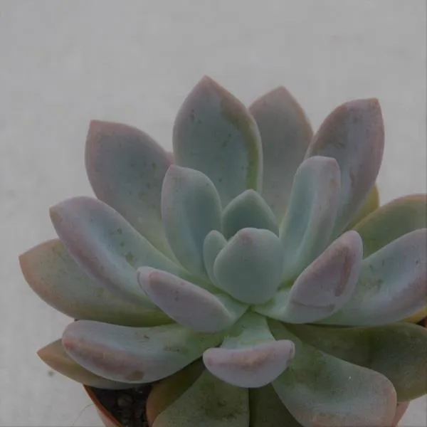 pasiora-x-graptoveria-opalina-sukkulente-8-5cm-topf image 1