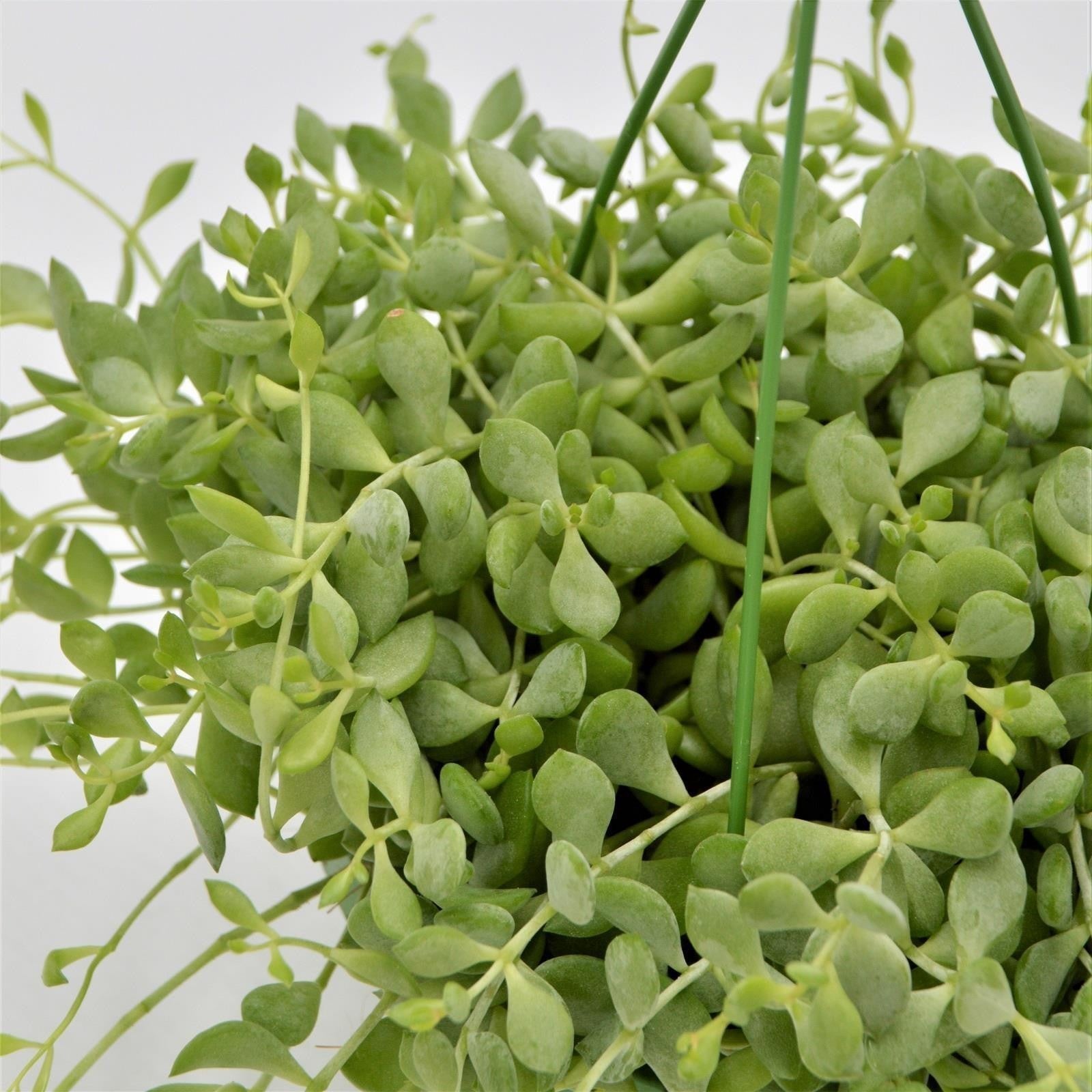 pasiora-cotyledon-pendens-sukkulente-14cm-ampel-h-ngend image 1