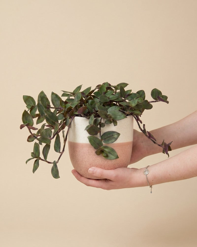 feey-tradescantia-bunny-bellies-dreimasterblume-hydro-zimmerpflanze image 1