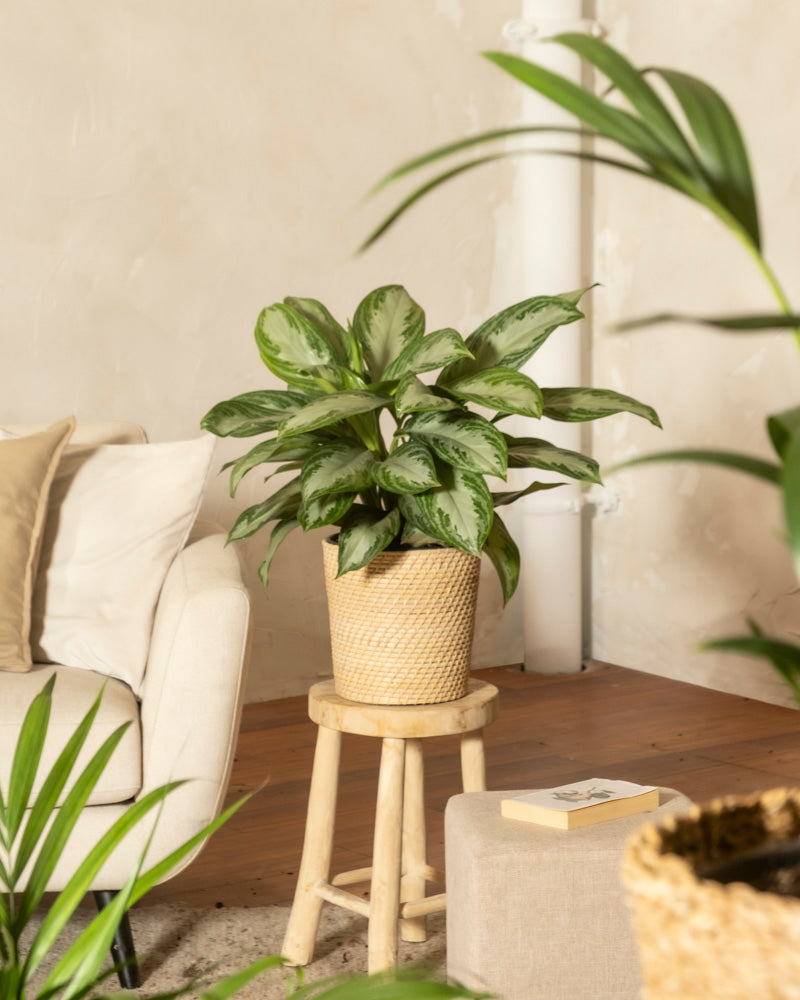 feey-gro-e-aglaonema-silver-bay-zimmerpflanze image 4
