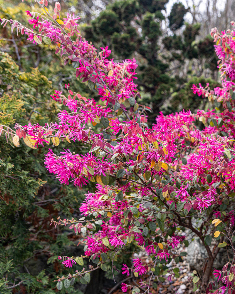 feey-loropetalum-chinense-fire-dance-riemenbl-te-1-2-m image 2