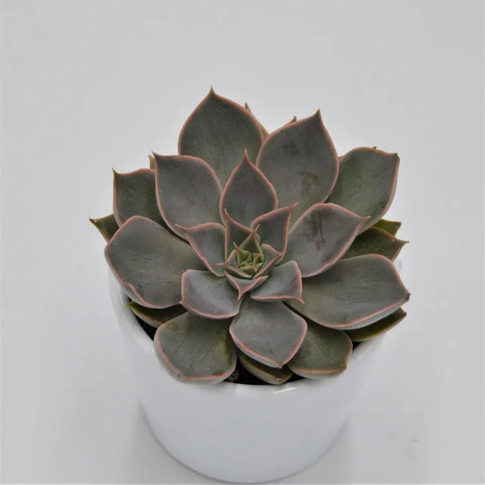 pasiora-echeveria-mensa-sukkulente-6cm image 1