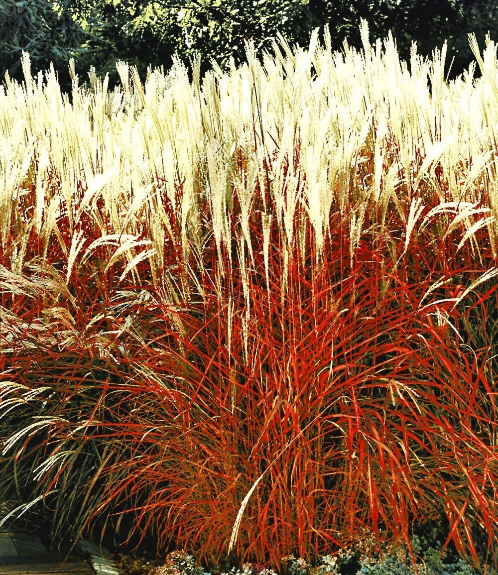 baldur-garten-9er-winterhartes-gr-serbeet-9-pflanzen-im-9x9-cm-topf image 7