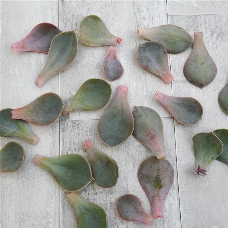 pasiora-echeveria-metallica-blattstecklinge-10-st-ck image 1