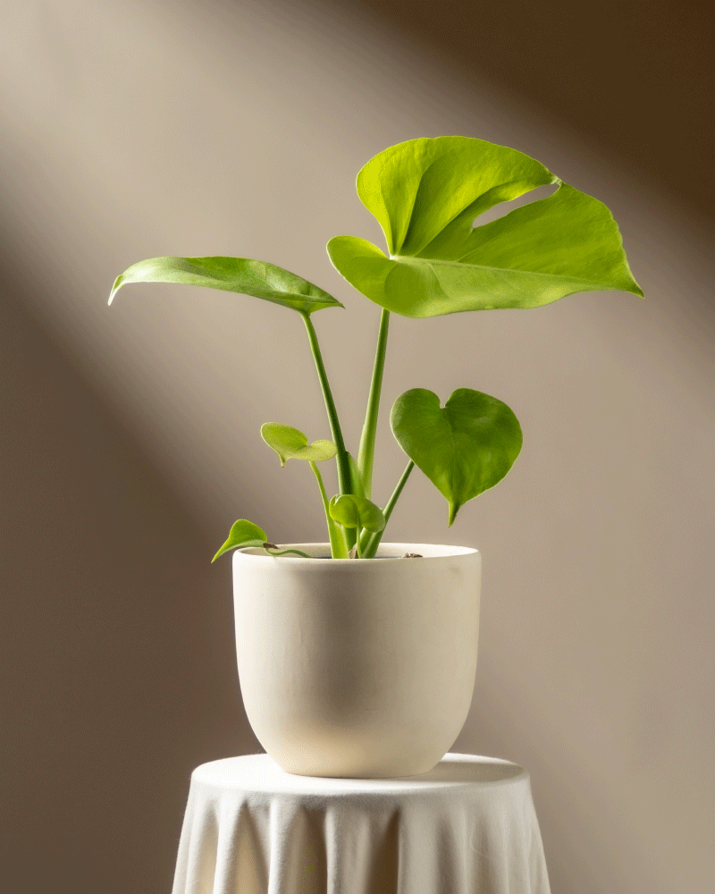 feey-monstera-cheesy-fensterblatt-rarit-t image 6
